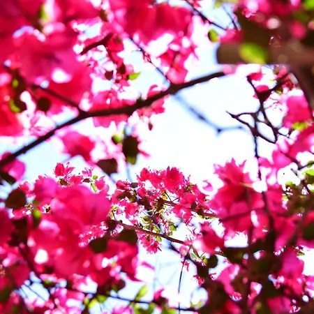 Fiori Fiscardo Han/Misafirhane *